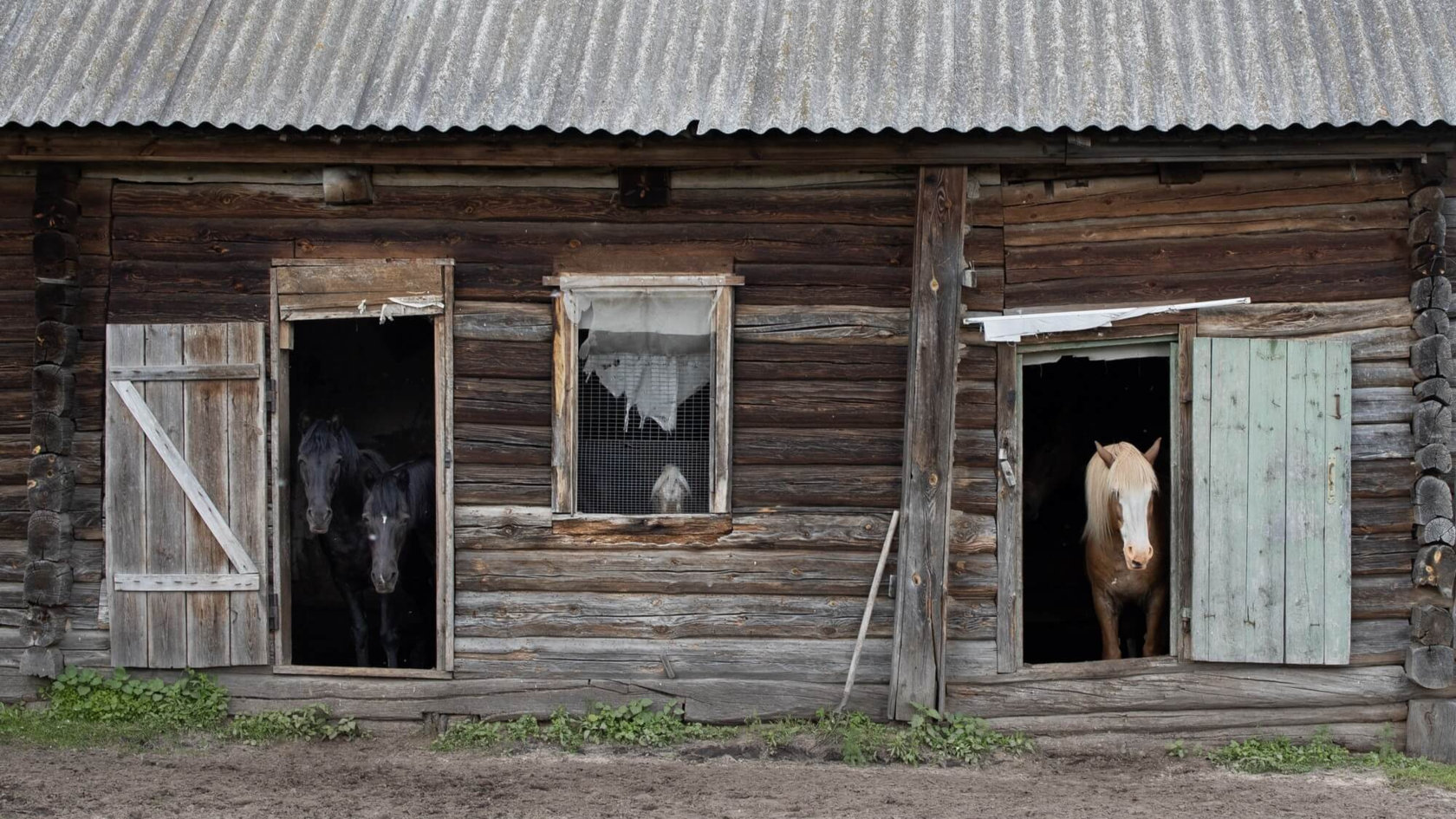 Дальше только лес