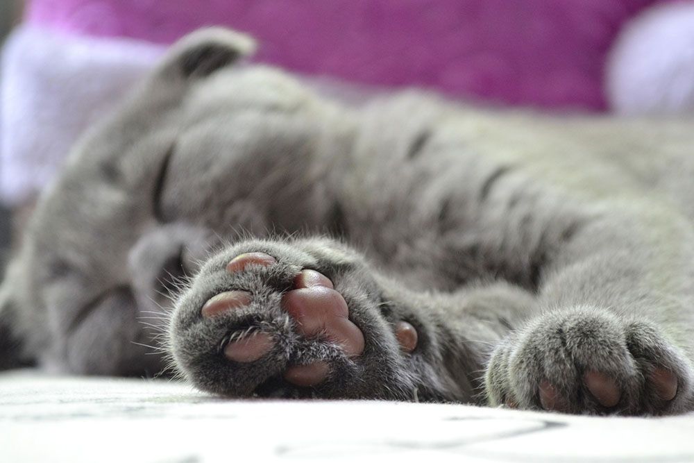 Цап, но не царап: как в мире запрещают удалять когти кошкам