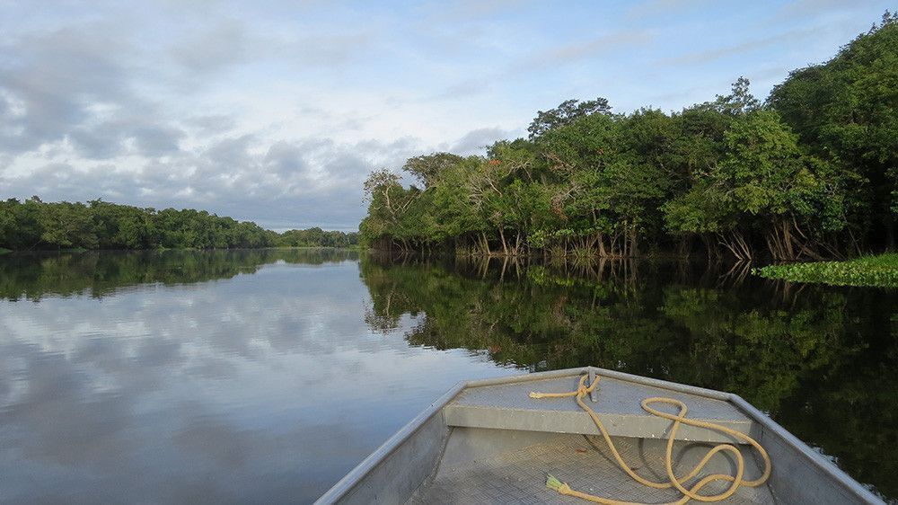 Би-би-си: участки в лесах Амазонии продают на Facebook