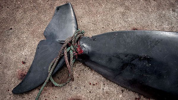 Особенности традиционной охоты: что угрожает целым популяциям китов