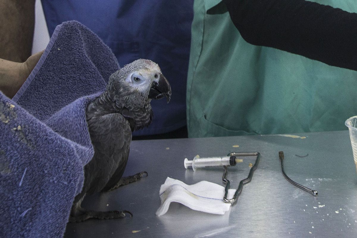 Израильские зоозащитники спасли попугая из сектора Газа, который выпил отбеливатель