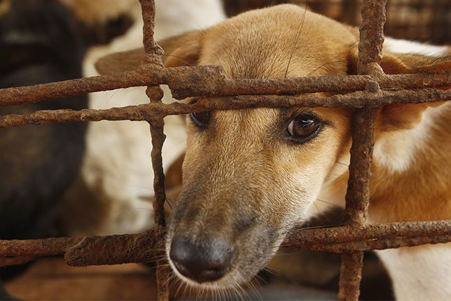 Ким Чен Ын запретил держать дома собак, чтобы «защититься от капитализма»