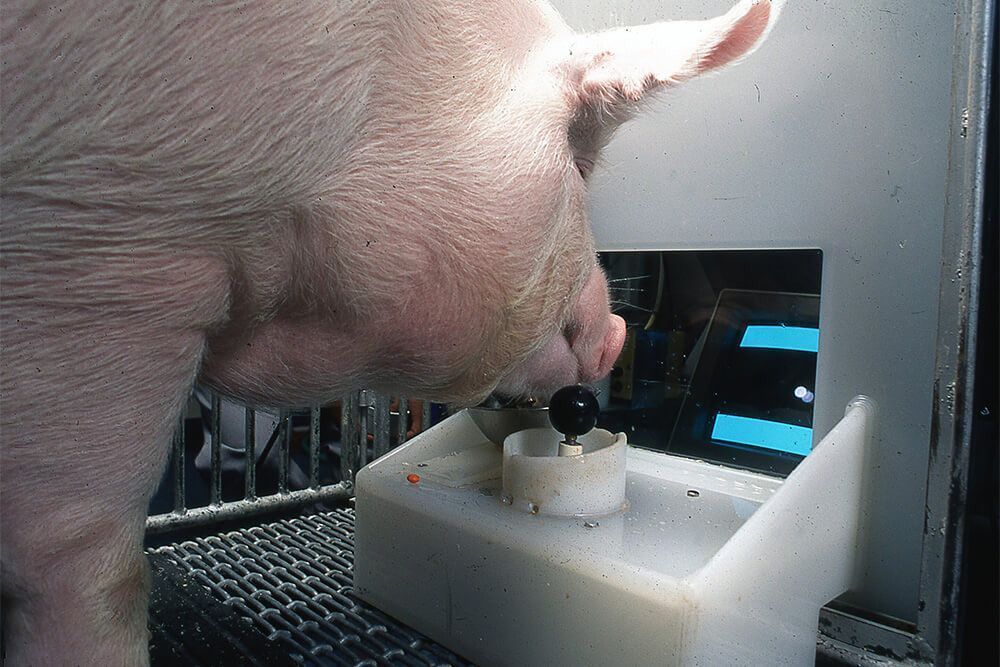 Ученые научили свиней играть в видеоигры с помощью джойстика