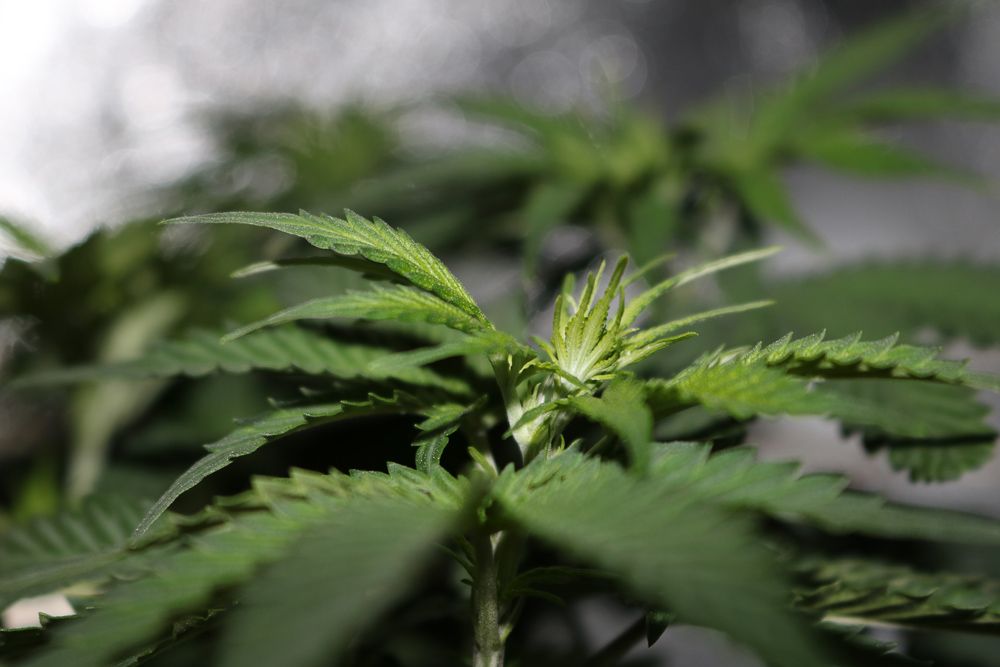 Легализация марихуаны в греции что светит за выращивание марихуаны