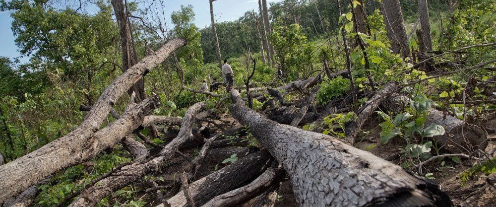 Древние тропические леса в 2020 году сократились на 4,2 млн гектаров