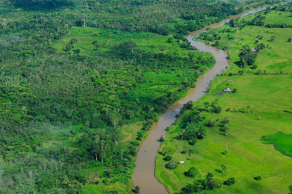 Бразилия начала расследование продажи лесов Амазонии на Facebook
