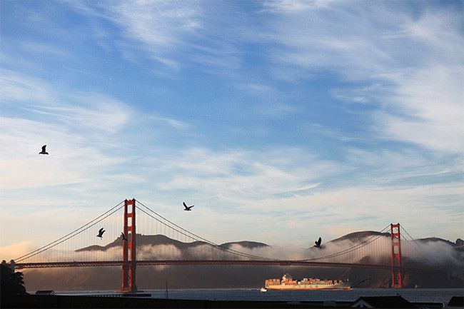 Карантин вернул пению птиц Сан-Франциско звучание 50-х