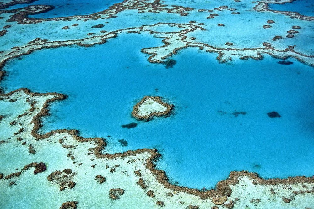ЮНЕСКО не включила Большой Барьерный риф в список объектов «под угрозой»