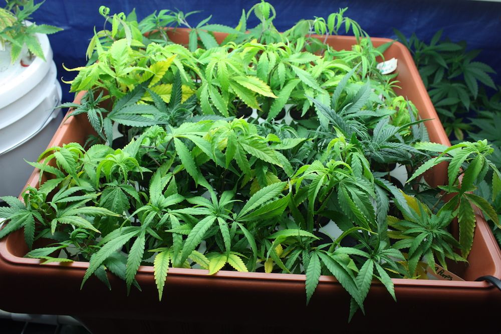 Покурить марихуану на шри ланке лекарственное растение конопли