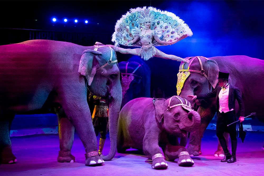 цирк россия три слона