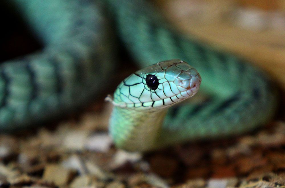 Включи где змеи. Змеи теплокровные. Всемирный день змей. Зеленая змея в Татарстане.