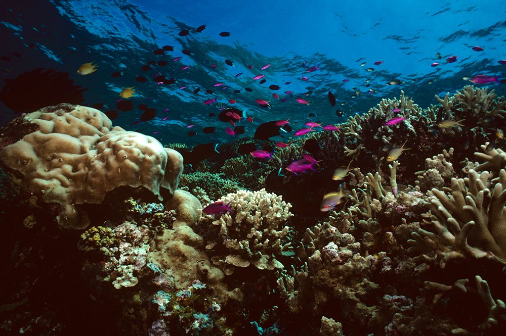 Экосистема кораллового рифа. Большой Барьерный риф. Популяции кораллов. Great Barrier Reef фиолетовое.