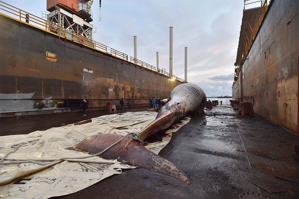 На побережье Италии нашли мертвого кита