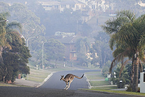 Ученые: Австралия больше всего подходит на роль убежища в случае глобальной эпидемии