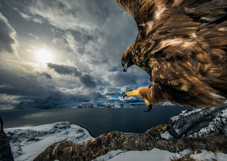 Audun Rikardsen / Nature Photographer of The Year            