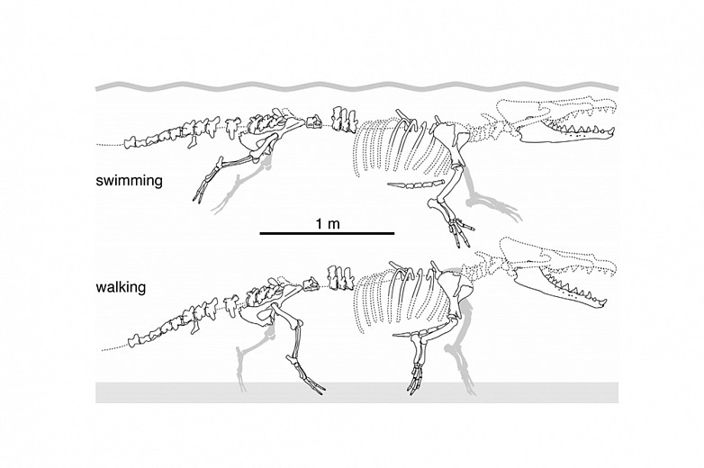 Lambert et al., An Amphibious Whale from the Middle Eocene of Peru..., Current Biology (2019)            