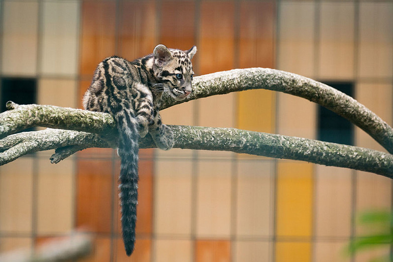 Cloudtail the Snow Leopard / Flickr            