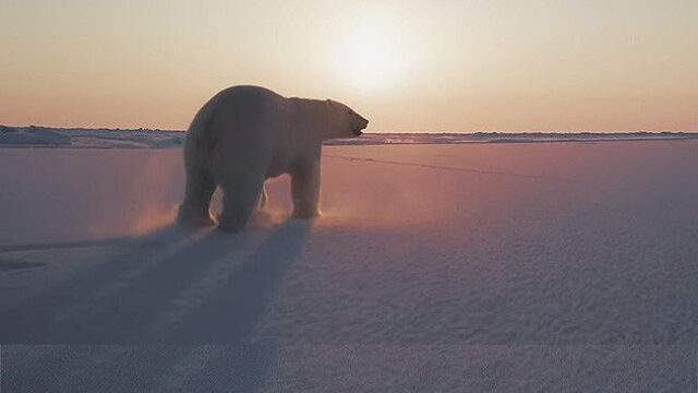 «Север рядом». Как освоить Арктику и не навредить экологии