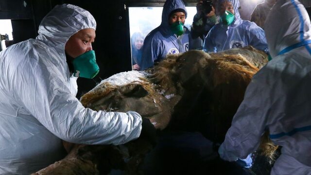 Ученые смогли ненадолго «оживить» клетки мамонтенка Юки, умершего 28 тысяч лет назад