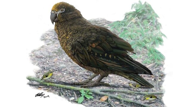 В Новой Зеландии палеонтологи нашли останки попугая ростом в один метр