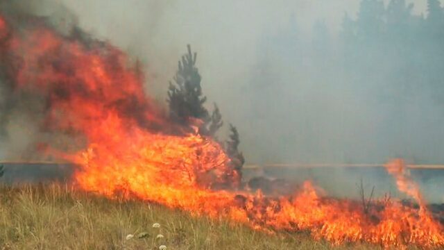 Появилась первая жертва лесных пожаров в Челябинской области