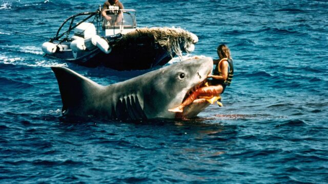«Выжившую» после съемок «Челюстей» акулу спустя 40 лет отреставрировали и установили в музее