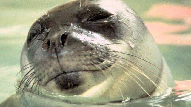 Власти Греции объявили в розыск убийцу редкого тюленя