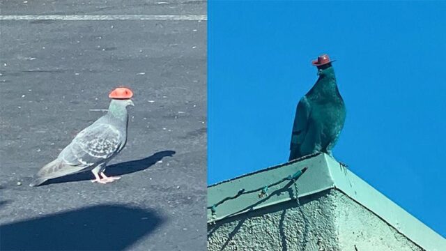 В Лас-Вегасе заметили голубей в крошечных ковбойских шляпах. Кто они и нет ли у них с собой крошечных револьверов, пока не ясно