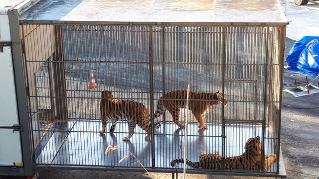 В Париже застрелили тигра, сбежавшего из цирка