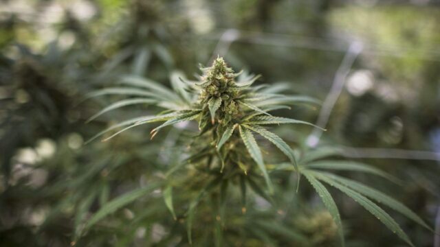 В Малави разрешили выращивать марихуану в медицинских и промышленных целях