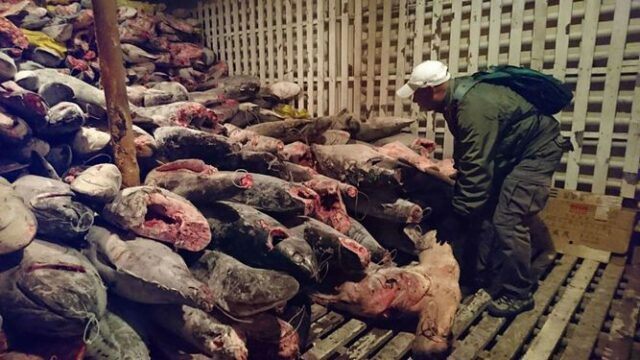 В Эквадоре китайских браконьеров приговорили к тюрьме и многомиллионным штрафам