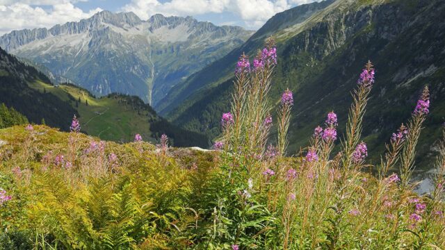 Ученые: растения в Альпах находятся на грани исчезновения из-за таяния ледников