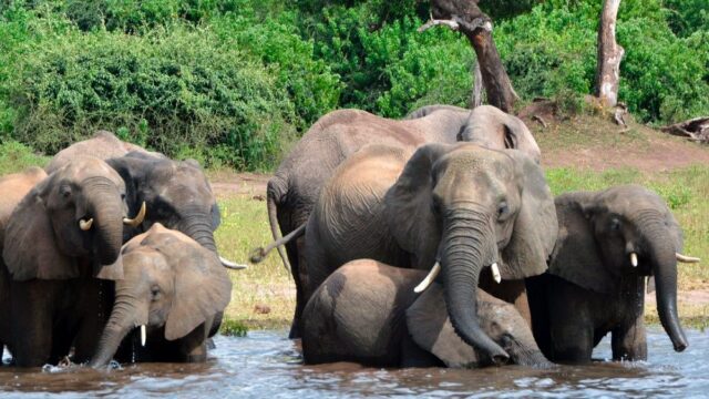 Больше 300 слонов умерли в Ботсване из-за природных токсинов в воде