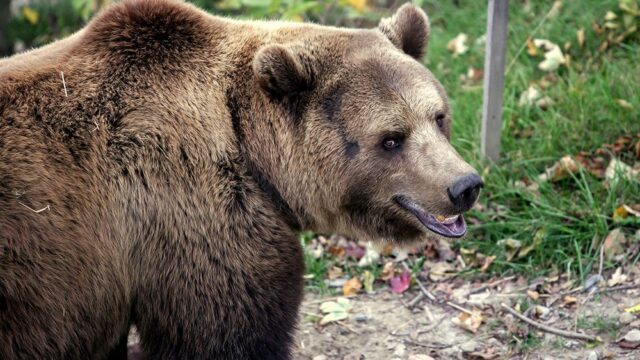 На Аляске медведь зашел в винный магазин. Его прогнали
