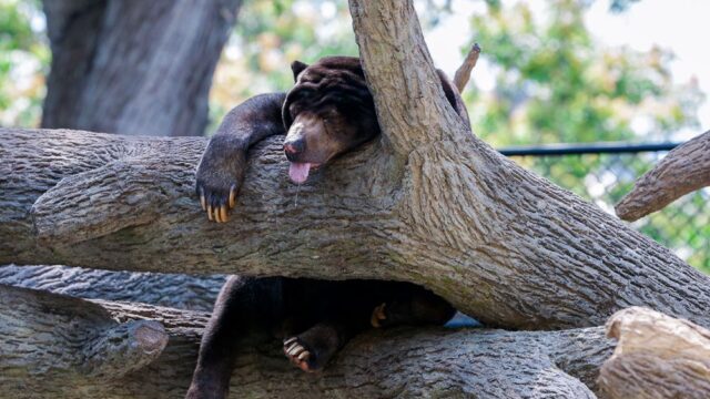 Способность имитировать чужую мимику впервые обнаружили у медведей