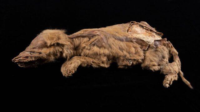 В Канаде нашли мумию волчонка возрастом 57 тысяч лет