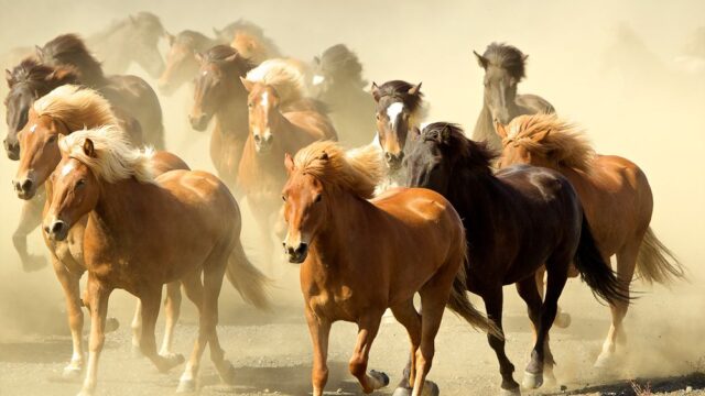 Правительство США просит граждан приютить диких лошадей — и готово заплатить за это $1000