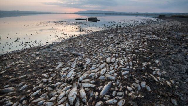 В Греции из-за падения уровня воды в одном из озер на берегу оказались десятки тысяч рыб