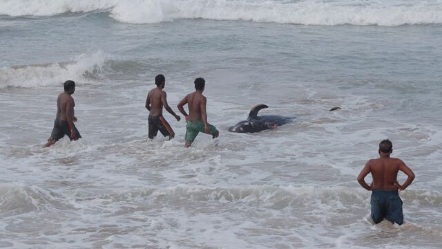 На Шри-Ланке спасли 120 выбросившихся на берег черных дельфинов