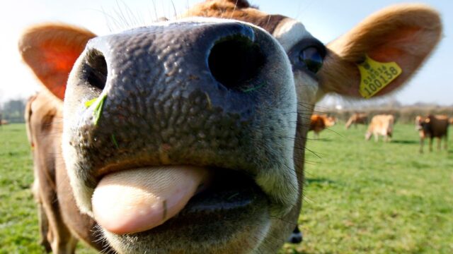 На британских фермах подключат связь 5G — тестировать технологию будут коровы