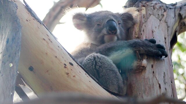 В Австралии коала застряла на дереве посреди реки. Студенты подтолкнули к ней лодку — и она спаслась