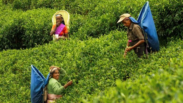 Россельхознадзор временно запретил ввозить чай из Шри-Ланки