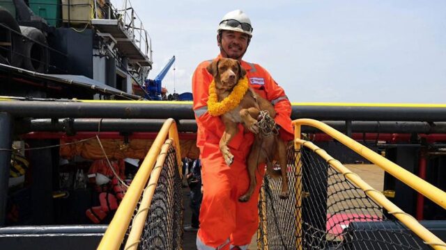 Сотрудники буровой платформы спасли собаку в 220 км от побережья Таиланда