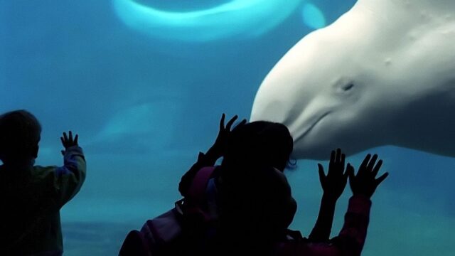 Китайский океанариум извинился за видео, на котором дрессировщица красит «губы» киту