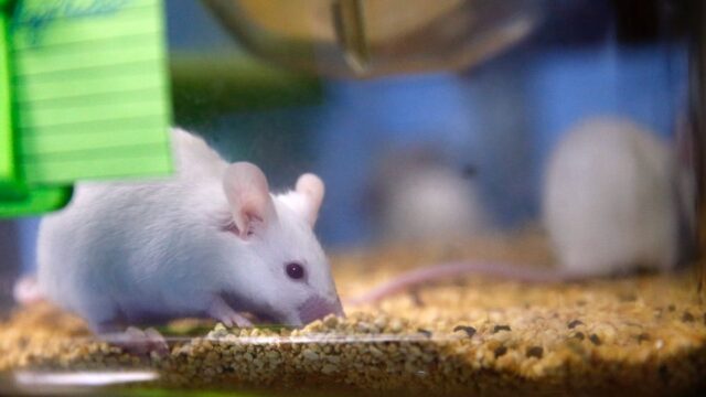 Исследование: мыши с помощью мимики могут выражать различные эмоции
