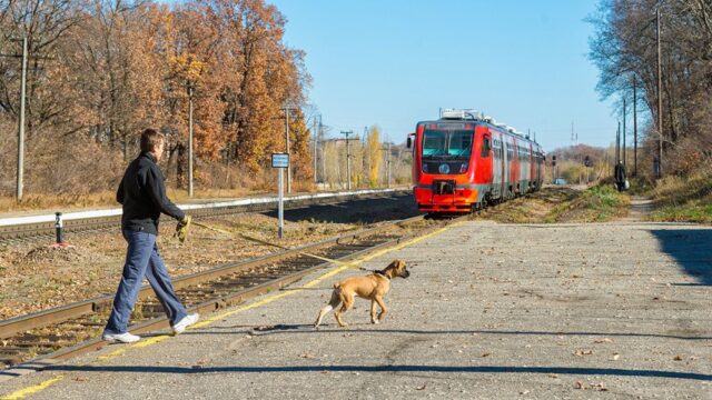 РЖД разрешила перевозить домашних животных без владельцев в поездах дальнего следования