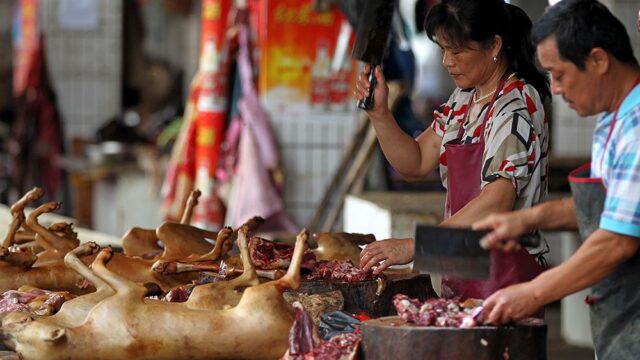 В Китае запретили есть диких животных из-за вспышки коронавируса