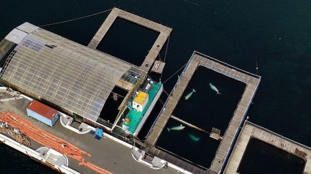 В Приморье демонтировали «китовую тюрьму»