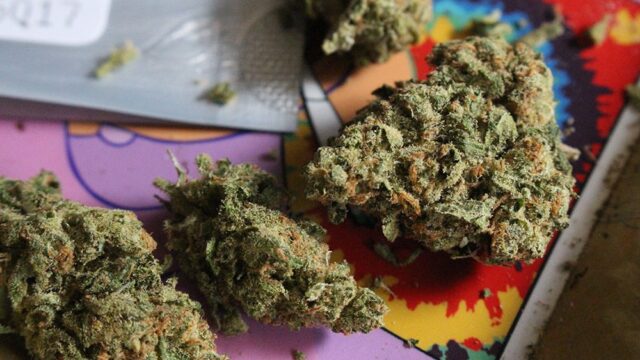 В Колорадо медсестрам разрешили выдавать школьникам медицинскую марихуану