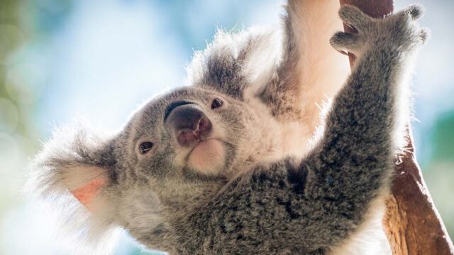 В Австралии коал объявили исчезающим видом